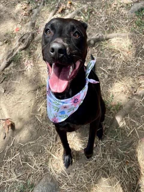 A young medium-sized female Labrador Retriever dog named Dixie for adoption in Tulsa, OK