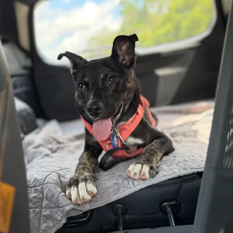 A young medium-sized female Black Mixed Breed dog named Zoomy for adoption in Lakeland, FL