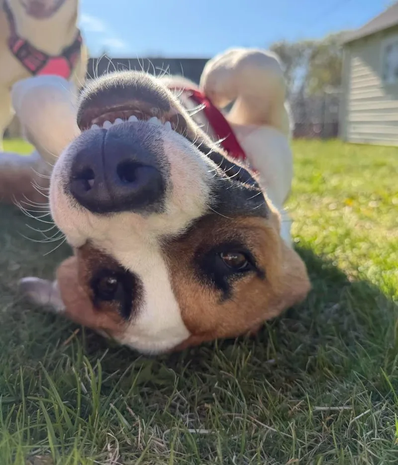 Leo