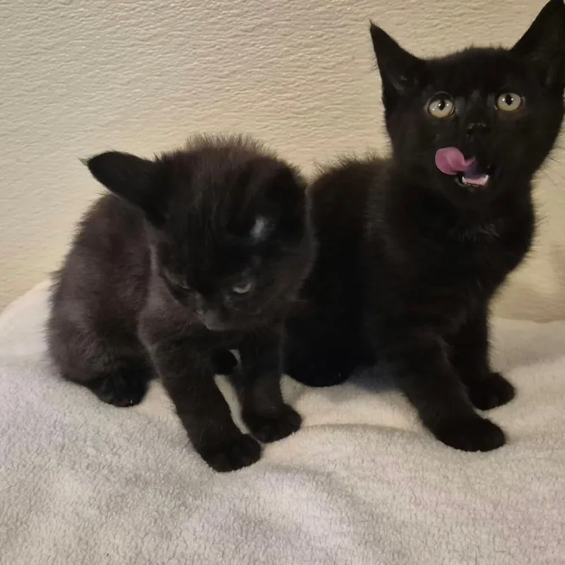 A baby small-sized male Black Domestic Short Hair cat named Binx for adoption in Glenfield, NY