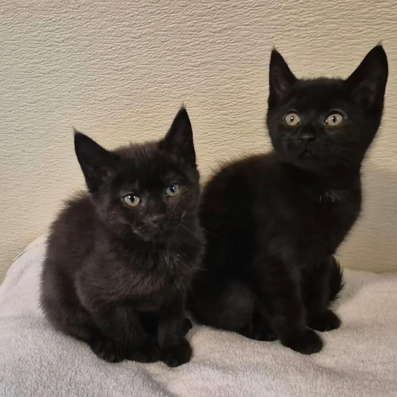 Binx thumbnail 2