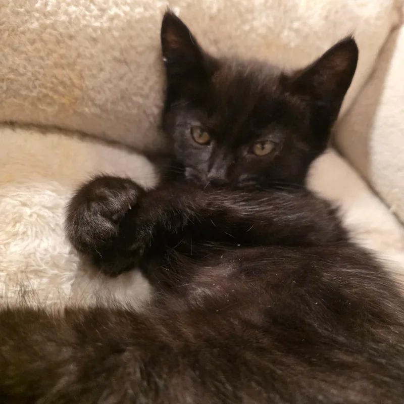 Binx thumbnail 3
