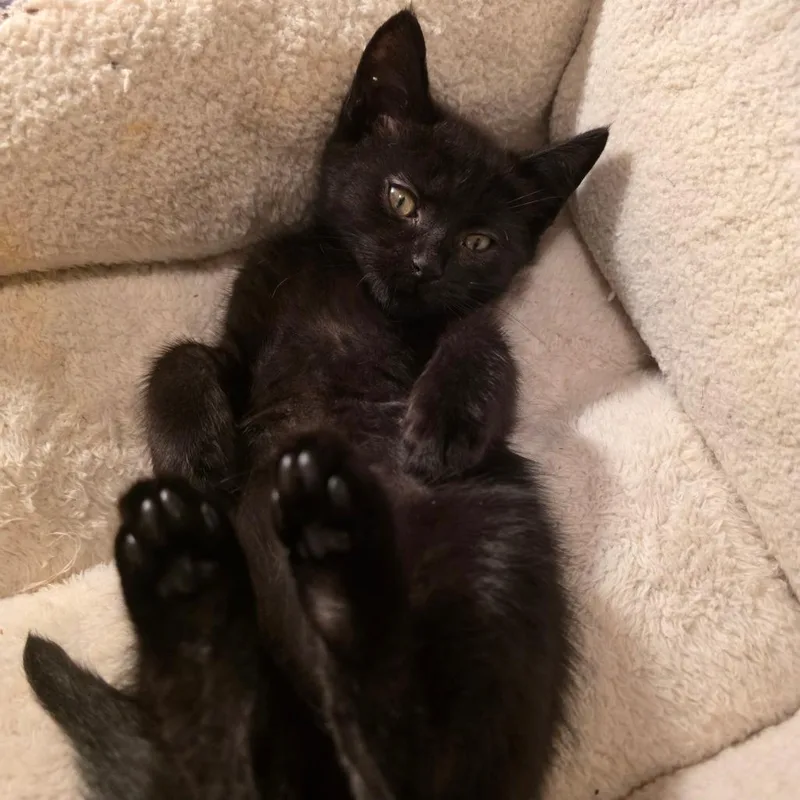 Binx thumbnail 4