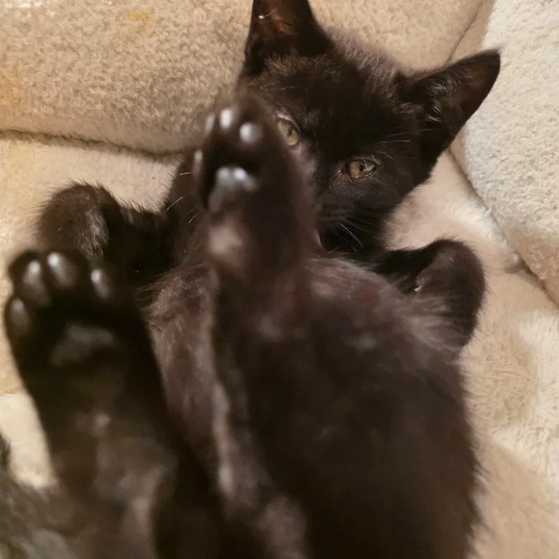 Binx thumbnail 5