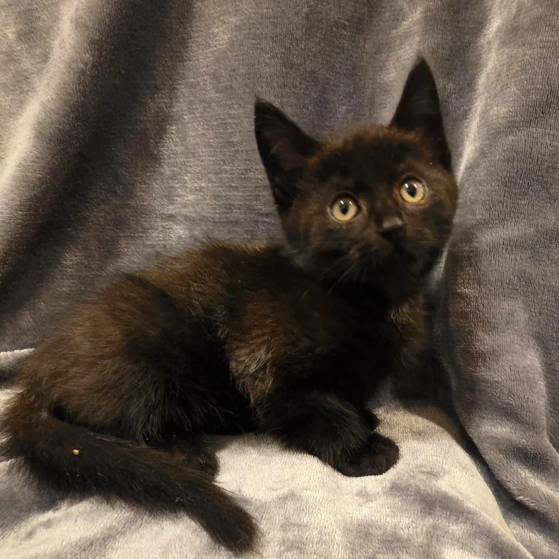 Binx thumbnail 6