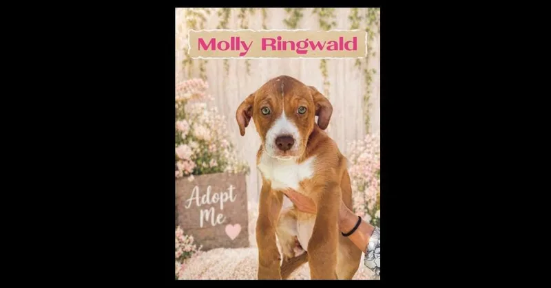 A baby large-sized female Labrador Retriever dog named Ally Sheedy for adoption in Richmond, TX