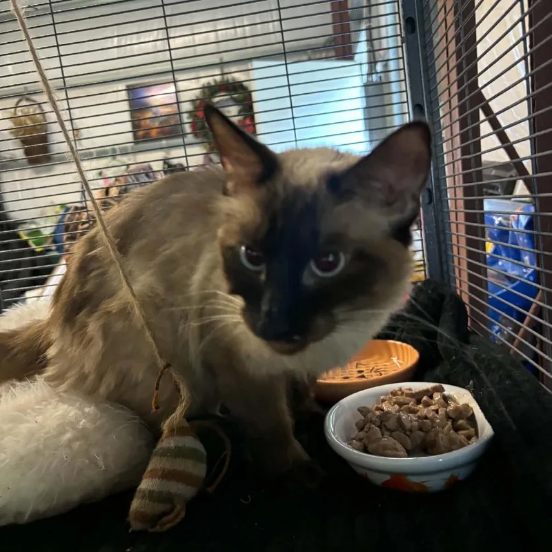 A young small-sized female Siamese cat named Clove for adoption in Kansas City, MO