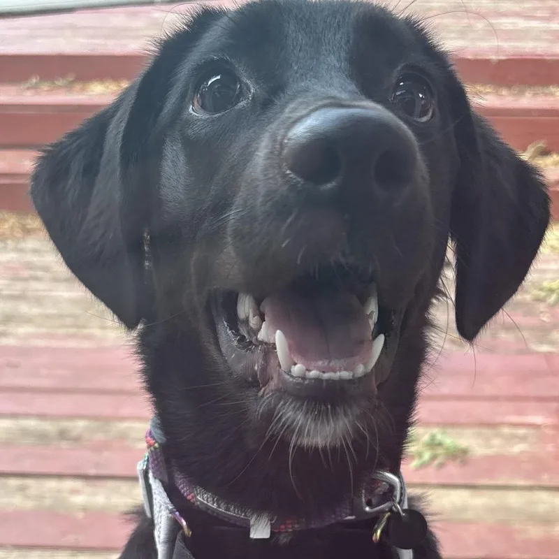 Lucy