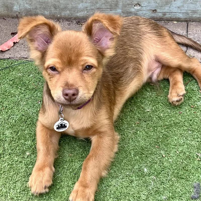 A baby small-sized male Red / Chestnut / Orange Chihuahua dog named Jojo for adoption in Santa Monica, CA