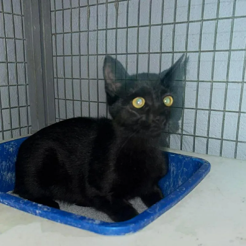 A young medium-sized female Black Domestic Short Hair cat named Princess for adoption in Aldie, VA