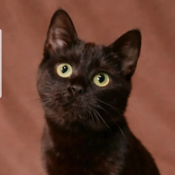 Princess thumbnail 2