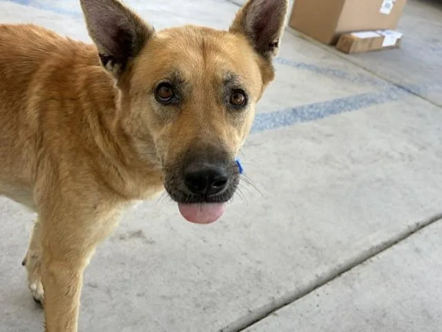 An adult large-sized female German Shepherd Dog dog named Paris for adoption in Bakersfield, CA