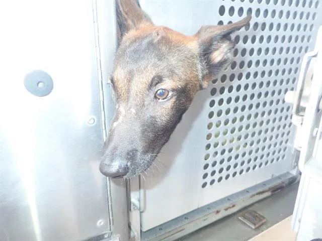 A baby small-sized male Belgian Shepherd / Malinois dog named Bubu for adoption in Tucson, AZ