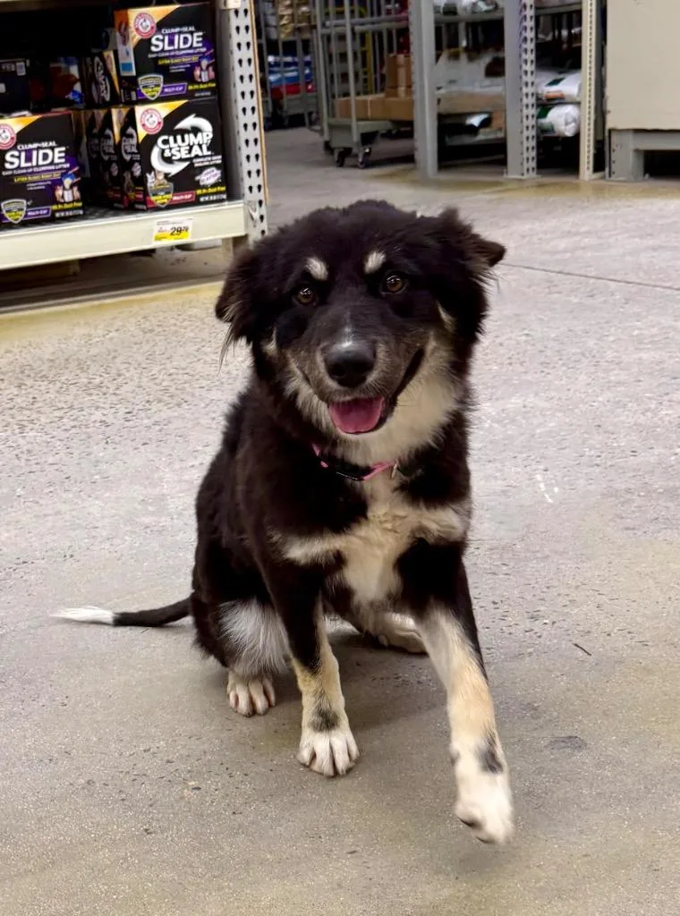 A young medium-sized female Shepherd dog named Derra for adoption in Fort Lupton, CO