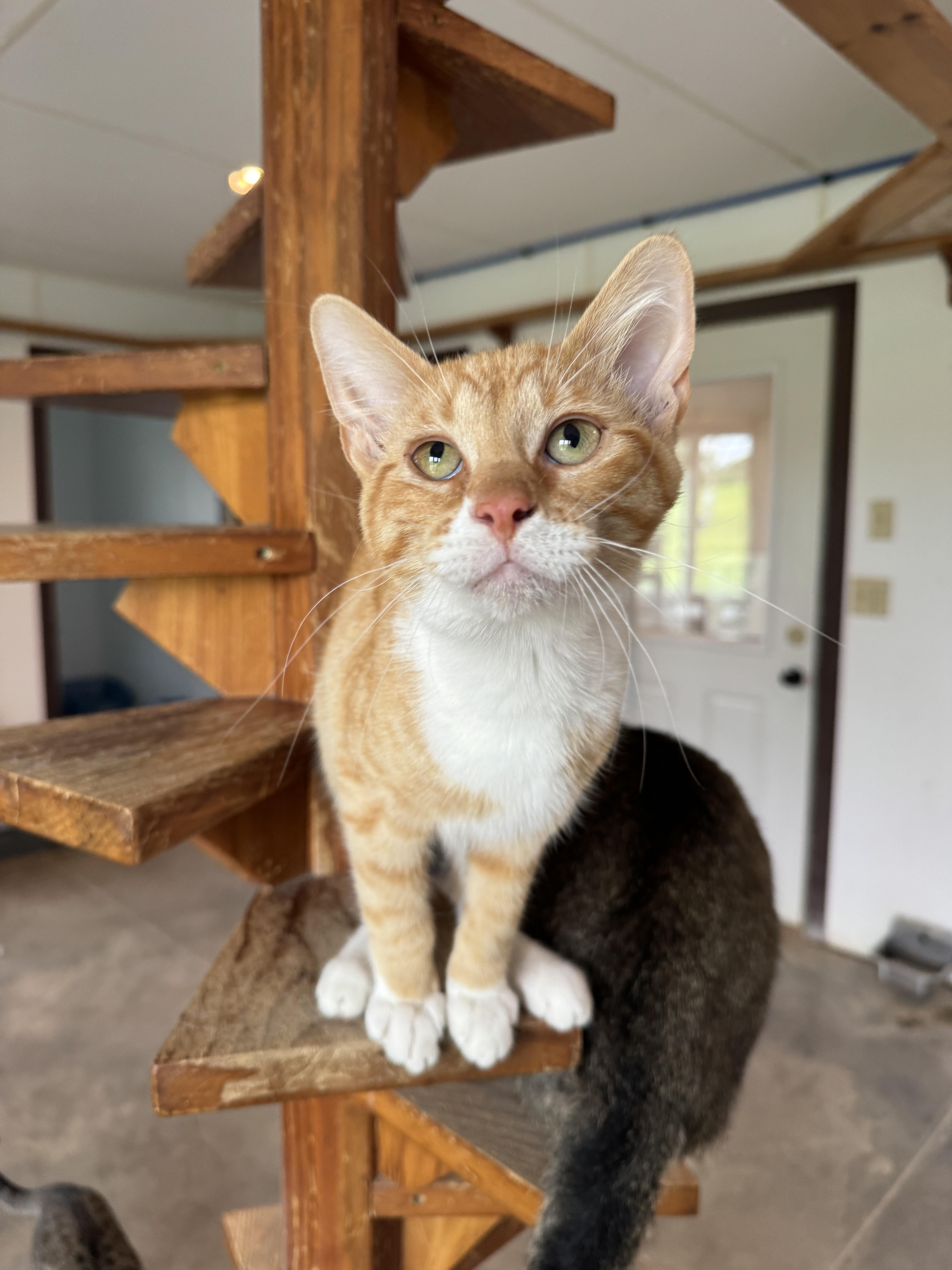 A baby medium-sized male Domestic Short Hair cat named Stuffing for adoption in Auburn, NE