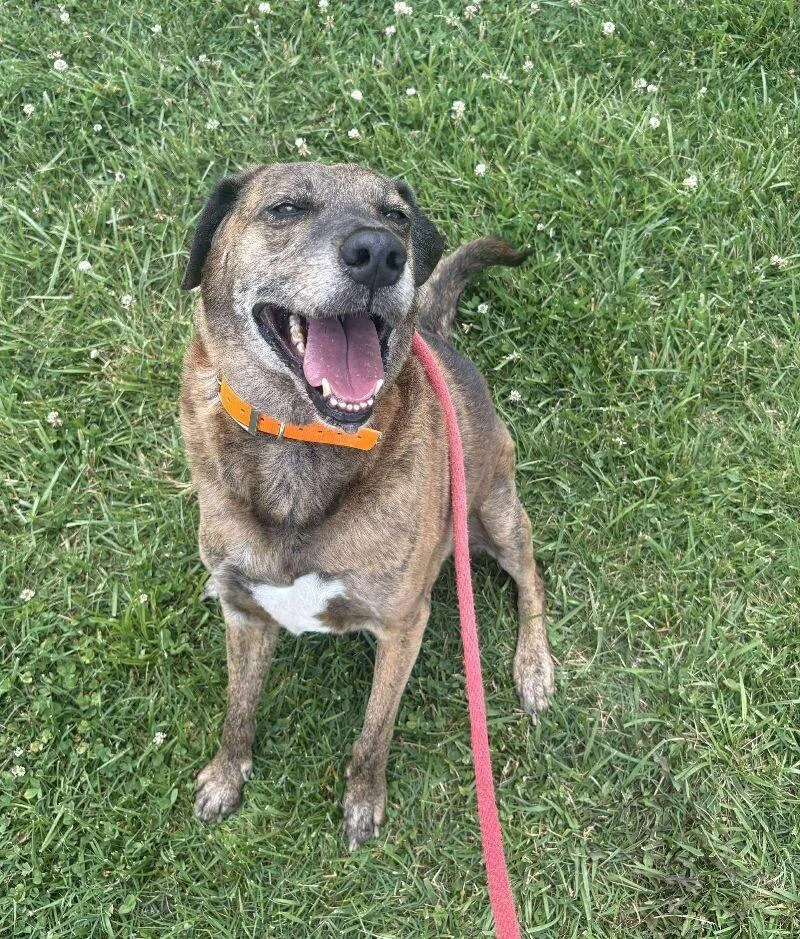 An adult medium-sized male Brindle Plott Hound dog named Tevyetundra for adoption in Maryville, TN