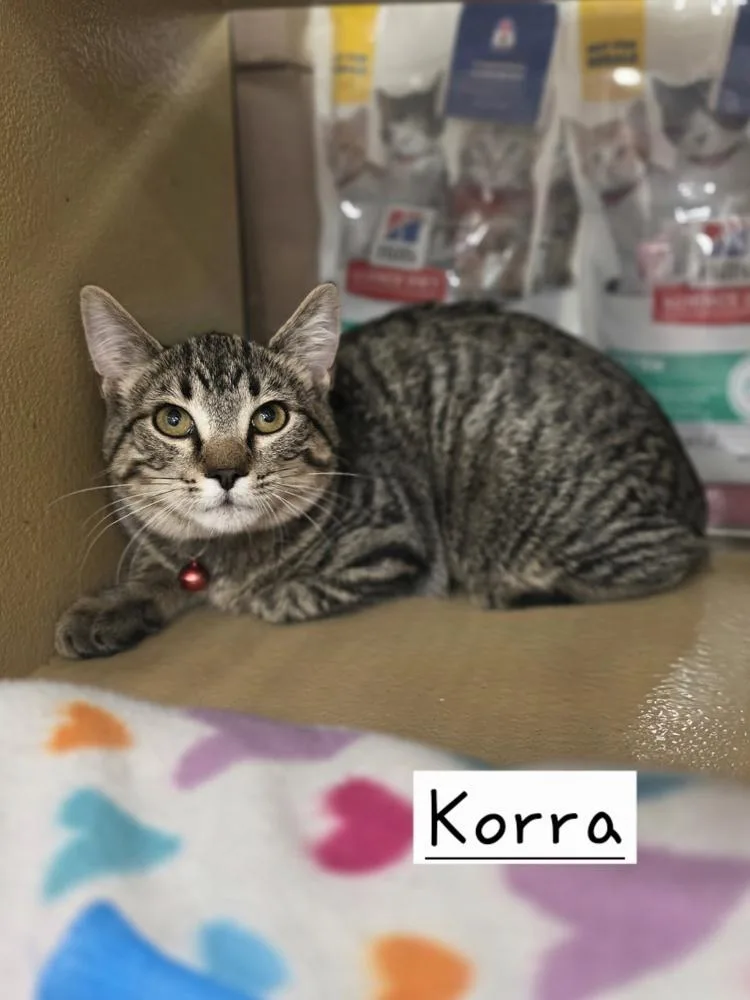 A baby small-sized female Domestic Short Hair cat named Korra for adoption in Metamora, IL
