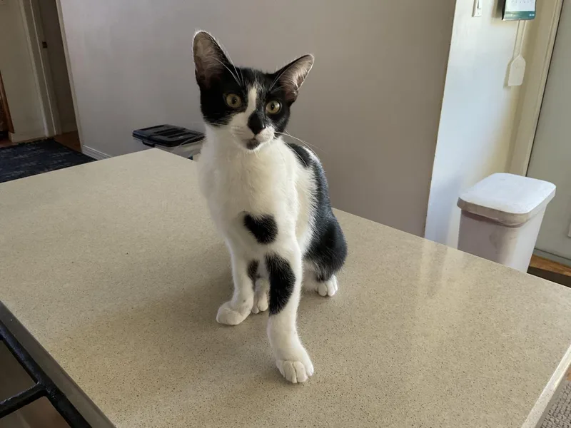 A baby small-sized male Black Domestic Short Hair cat named Mushu for adoption in La Jolla, CA
