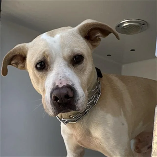 An adult large-sized male Pit Bull Terrier dog named Hawkeye for adoption in Augusta, GA