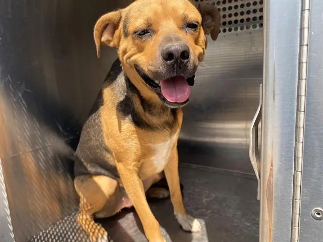 A young medium-sized female Black Mouth Cur dog named Brownie for adoption in Garland, TX