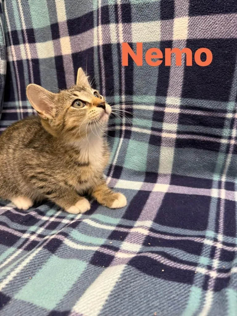 Nemo