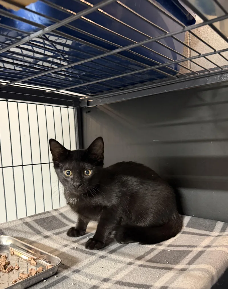 A baby small-sized female Black Domestic Short Hair cat named Apple for adoption in Wayland, MI