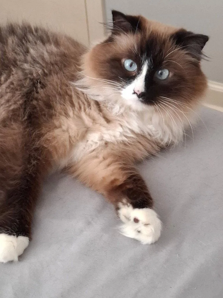 An adult medium-sized female Siamese cat named Suzy Paige for adoption in Buford, GA