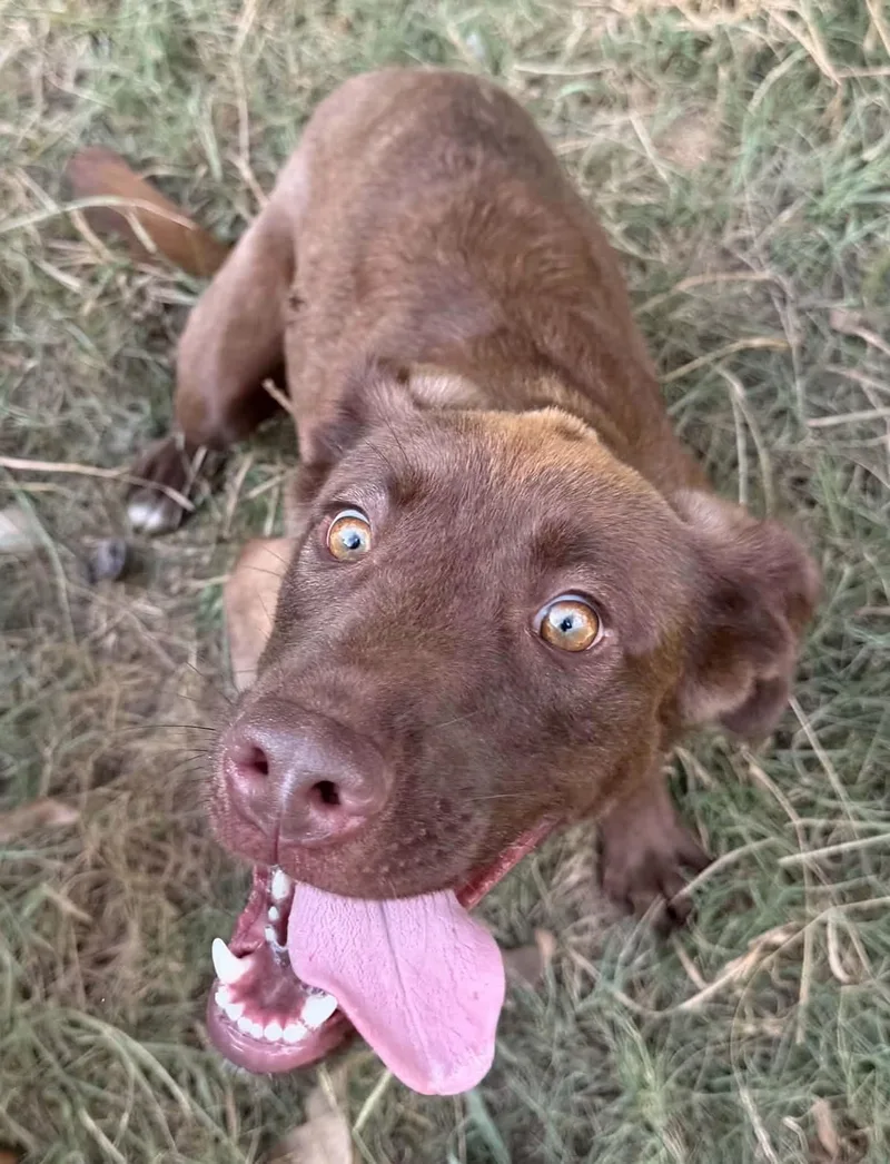 A young medium-sized female Chocolate Labrador Retriever dog named Cinny for adoption in Calera, AL