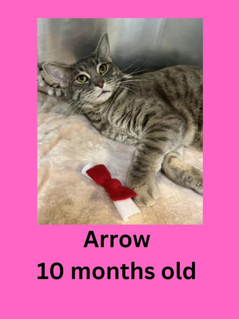 A young medium-sized female Tabby (Gray / Blue / Silver) Domestic Short Hair cat named Arrow for adoption in Ravenna, OH