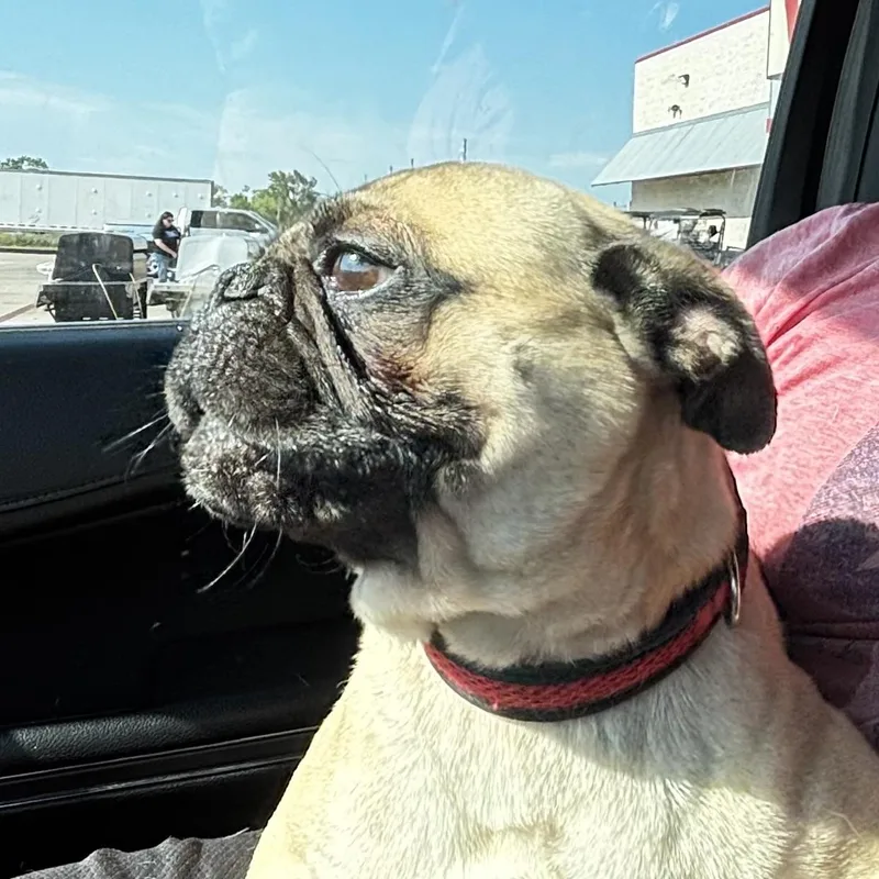 A young small-sized male Yellow / Tan / Blond / Fawn Pug dog named Gizmo for adoption in Liverpool, TX