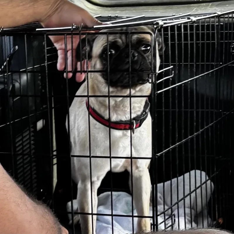 Gizmo thumbnail 3