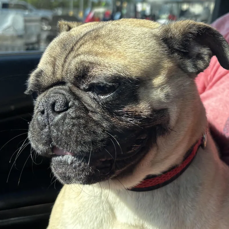 Gizmo thumbnail 4