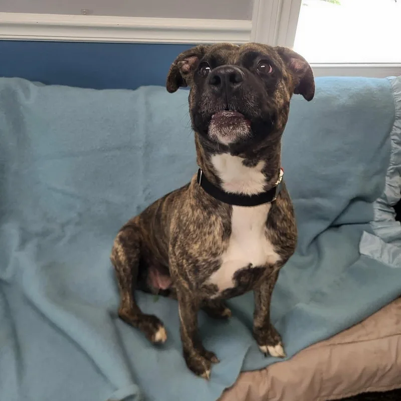 A young medium-sized female Brindle Presa Canario dog named Jackie for adoption in Sunderland, MD