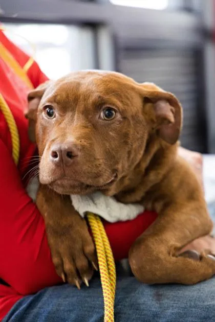 An adult medium-sized male Mixed Breed dog named Cadbury for adoption in West Chester, PA