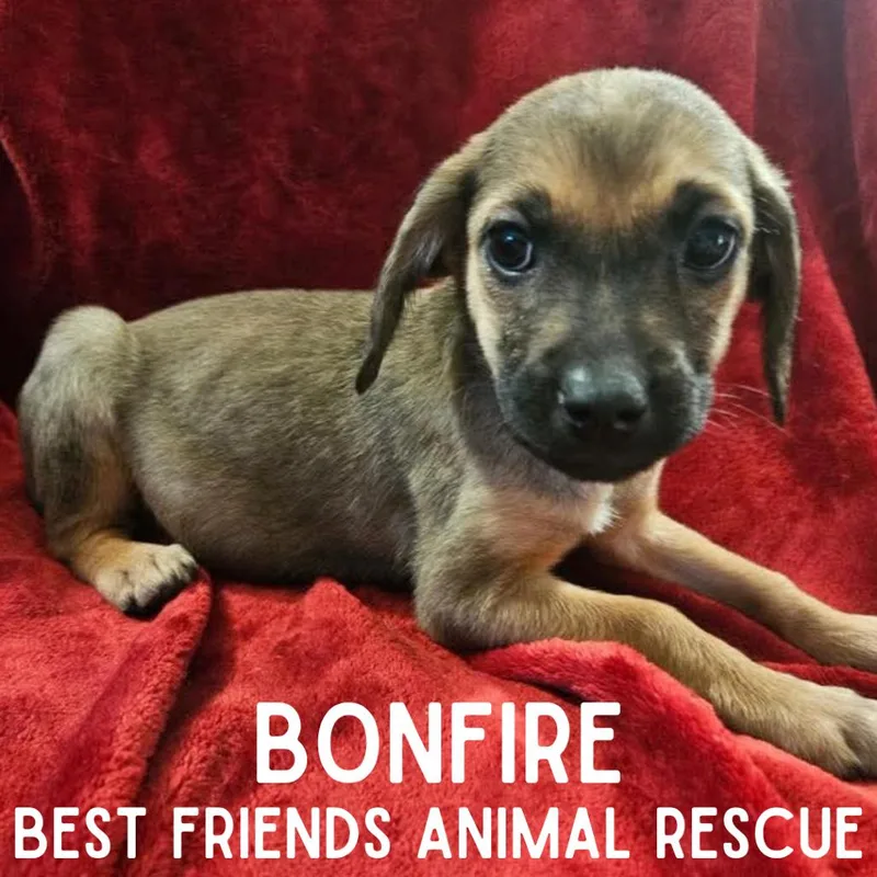 A baby medium-sized male Brown / Chocolate Mixed Breed dog named Bonfire for adoption in Wasilla, AK