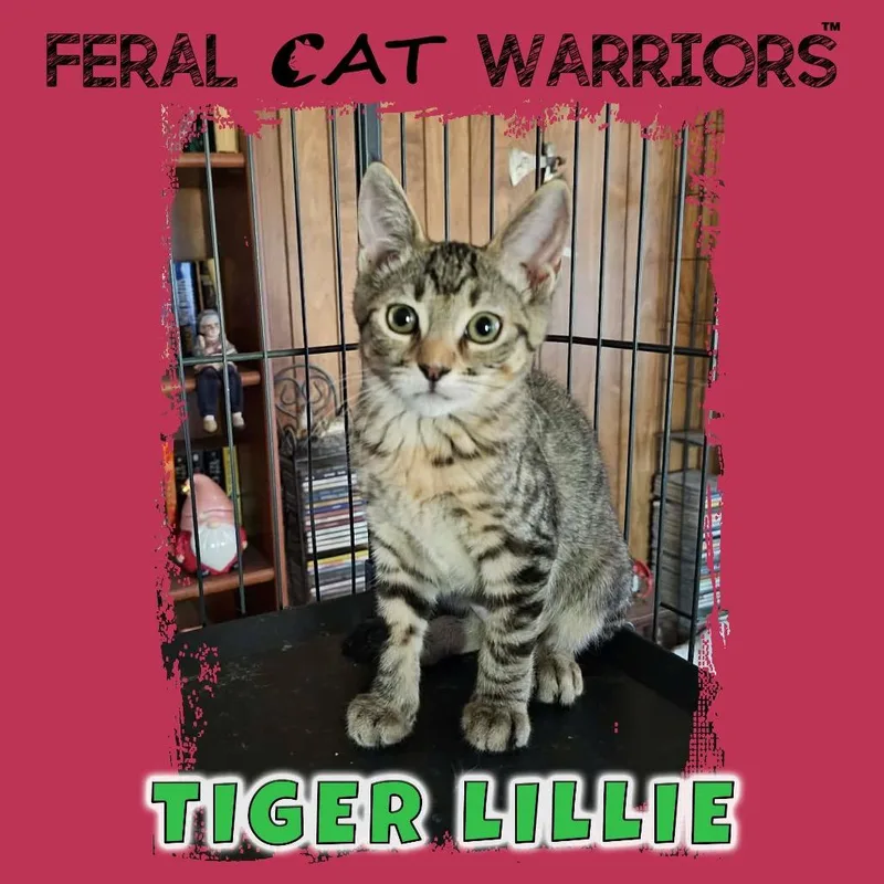 A baby small-sized female Torbie Domestic Short Hair cat named Tiger lillie for adoption in Kingman, AZ
