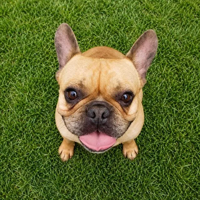 Maggie