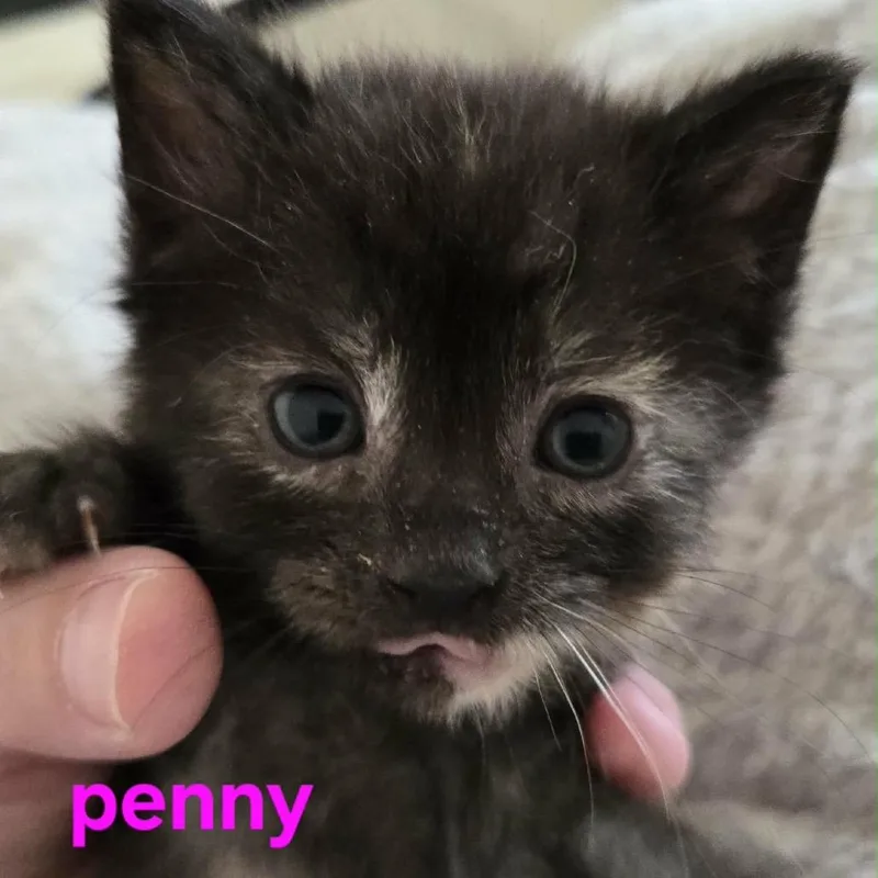 A baby small-sized female Black Domestic Short Hair cat named Penny for adoption in Spring Hill, KS