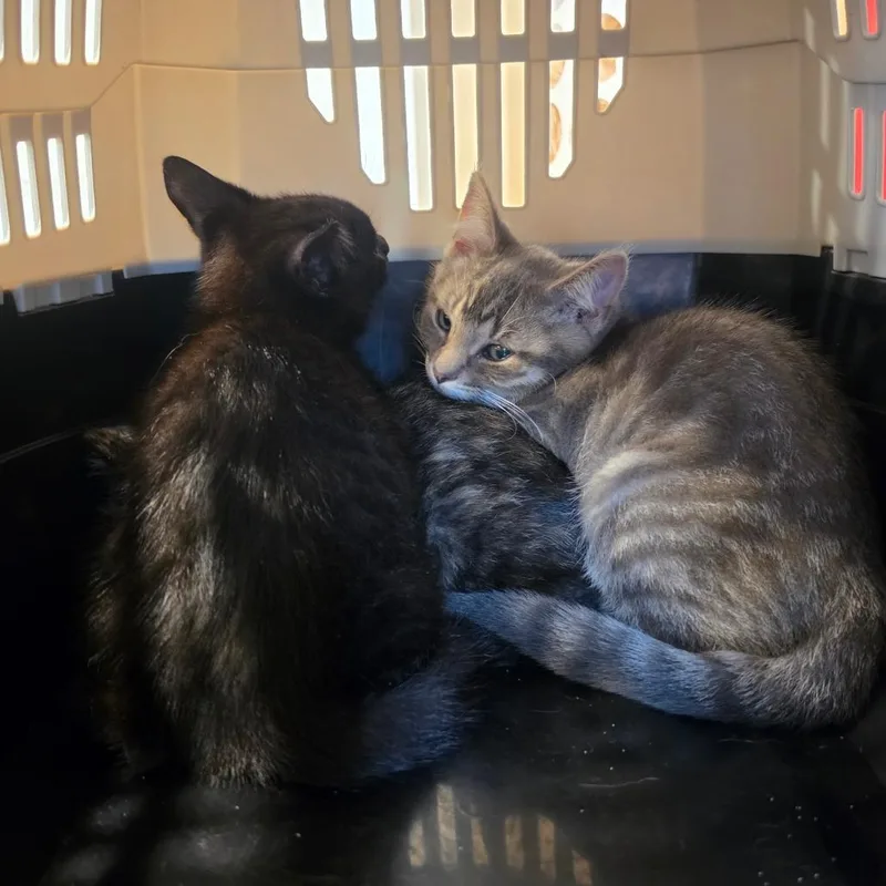 A baby small-sized male Gray / Blue / Silver Domestic Short Hair cat named Stetson for adoption in Tipton, IN