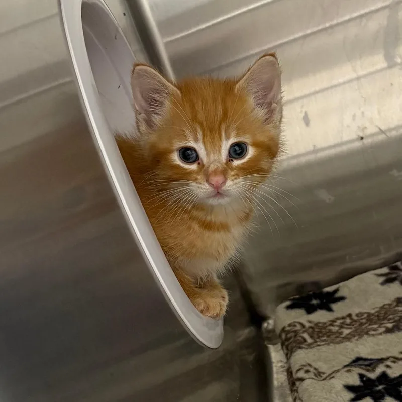 A baby small-sized male Orange / Red Domestic Short Hair cat named Gobber for adoption in Detroit Lakes, MN