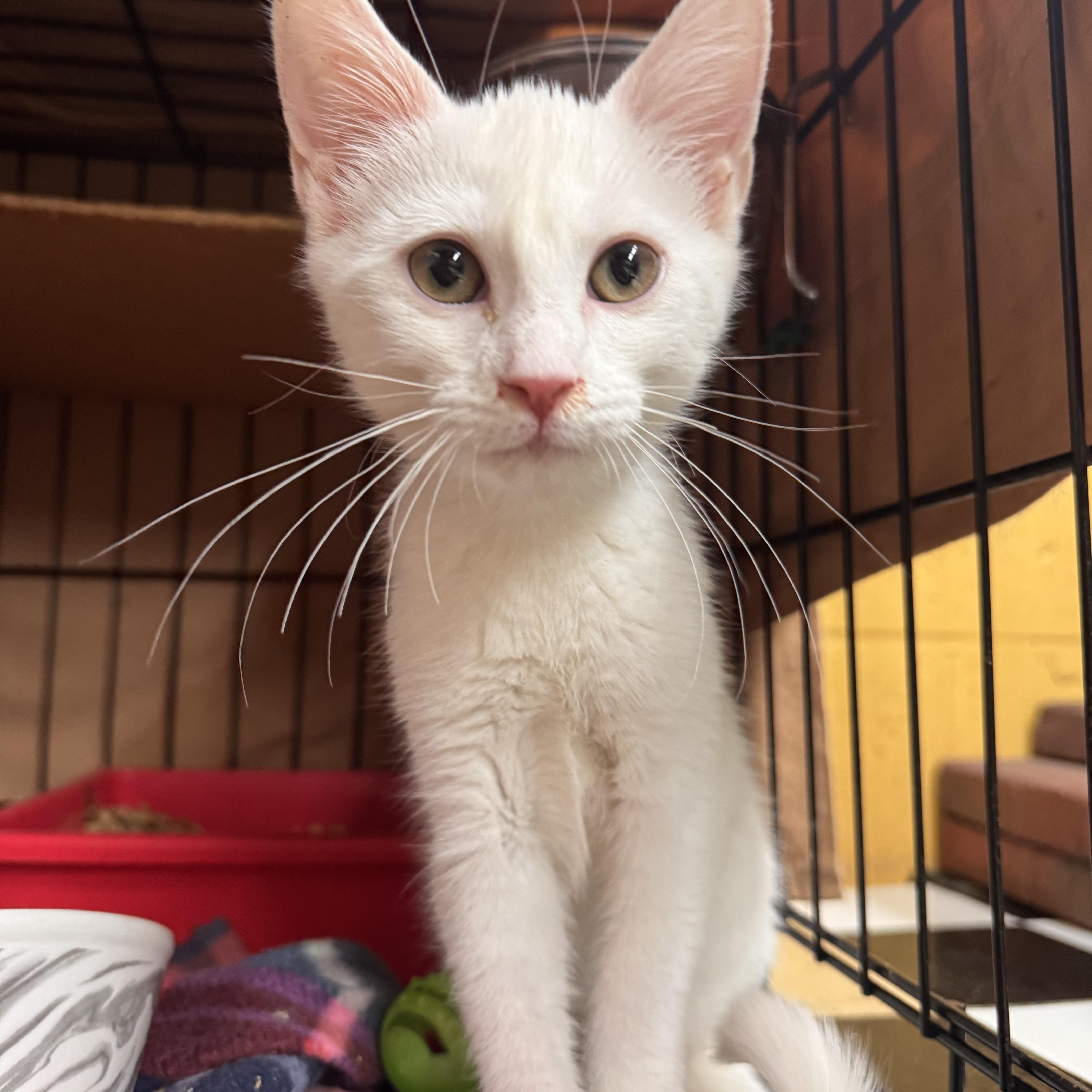 A young medium-sized male Black & White / Tuxedo Domestic Short Hair cat named Snowball for adoption in Memphis, TN