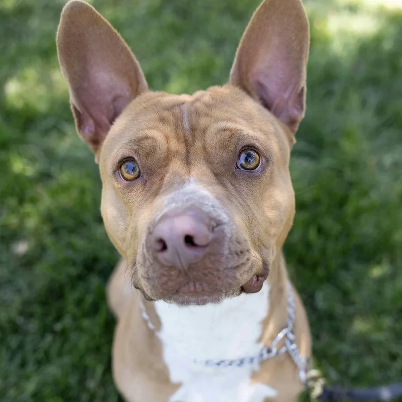 A young medium-sized male Golden Pit Bull Terrier dog named Cash for adoption in Dublin, CA