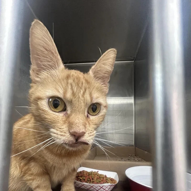 An adult medium-sized female Orange / Red Domestic Short Hair cat named Taylor for adoption in Newark, NJ