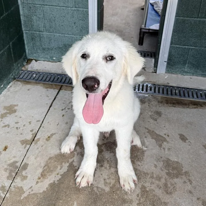 A baby medium-sized male White / Cream Great Pyrenees dog named Chicken Coop for adoption in Carencro, LA