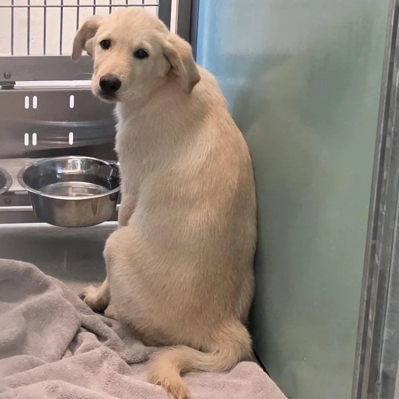 A baby medium-sized male Yellow / Tan / Blond / Fawn Golden Retriever dog named Huck for adoption in Norman, OK