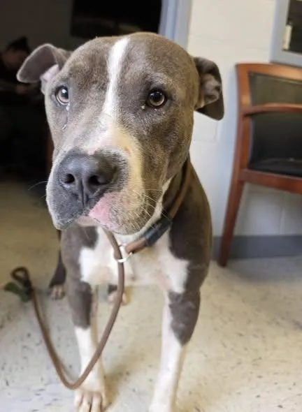 A young medium-sized male Australian Shepherd dog named Skull Pit for adoption in Humble, TX