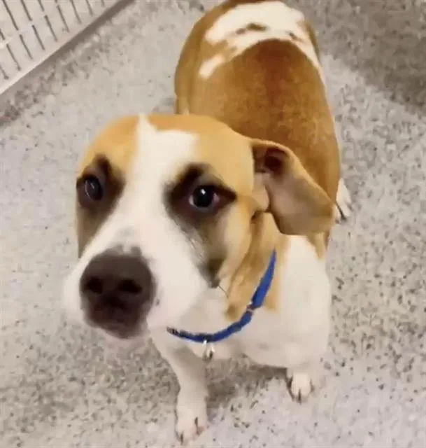 A young medium-sized female Basset Hound dog named Sweetpea for adoption in Houston, TX