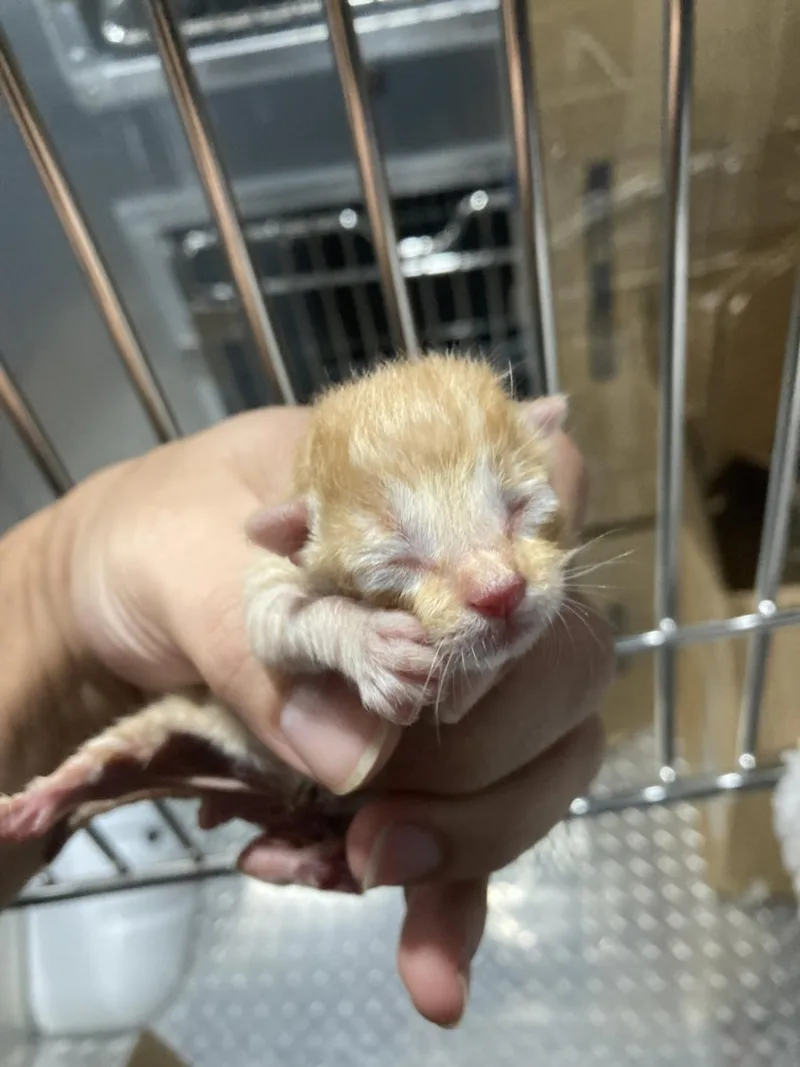 A baby medium-sized male Domestic Short Hair cat named Pyros for adoption in Dallas, TX