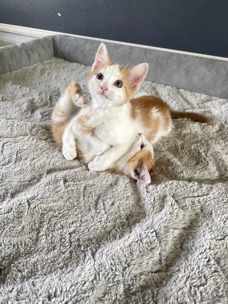 A baby small-sized male Orange & White Domestic Short Hair cat named Patches for adoption in Mineral Point, WI