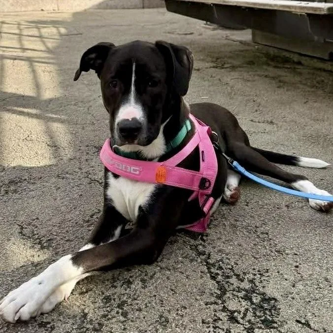An adult medium-sized male Labrador Retriever dog named Canto for adoption in Long Island City, NY